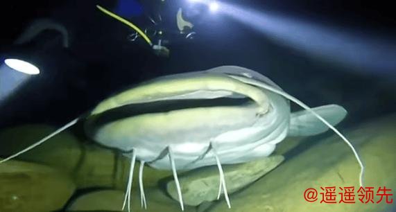 男子夜潜12米深水库，偶遇巨型鲶鱼，鱼嘴比人头都宽！网友：这鱼会吃小孩！