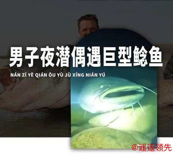 男子夜潜12米深水库，偶遇巨型鲶鱼，鱼嘴比人头都宽！网友：这鱼会吃小孩！